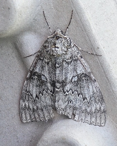 clifden nonpareil